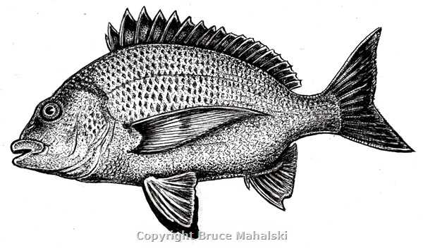 007 - Yellow finned bream